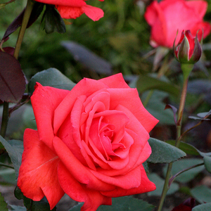 Intenzív illatú rózsa - Rosalynn Carter